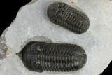 Morocconites & Austerops Trilobites - Ofaten, Morocco #119634-2